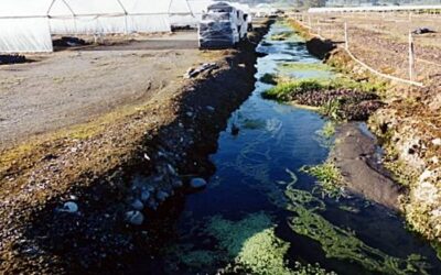 Vegetazione riparia e disinquinamento delle acque