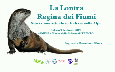 La Lontra, Regina dei Fiumi – Situazione attuale in Italia e sulle Alpi (9 febbraio 2019 Trento)