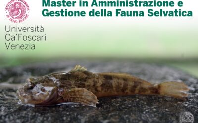 Gestione della fauna ittica autoctona di acqua dolce in Italia – 14 giugno a Mestre