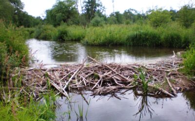 Regno Unito – Castori per migliorare i territori fluviali. Le costruzioni naturali incrementano i Servizi Ecosistemici