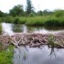 Regno Unito – Castori per migliorare i territori fluviali. Le costruzioni naturali incrementano i Servizi Ecosistemici