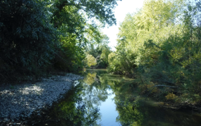 Gestione della vegetazione ripariale nei corsi d’acqua naturali e canali di bonifica – Corso a Firenze (nuova scadenza 28 febbraio)