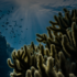 Nazioni Unite – Decade on Ecosystem Restoration