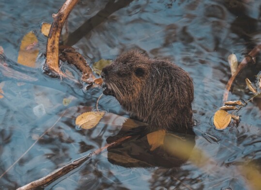 castoro solitario