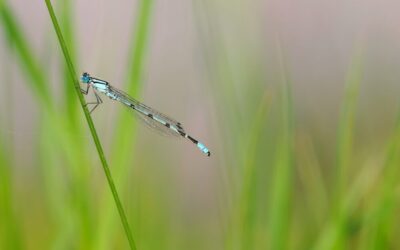 Invito al secondo simposio Life Eremita: Gestire gli ambienti acquatici per favorire le componenti rare e minacciate della biodiversità