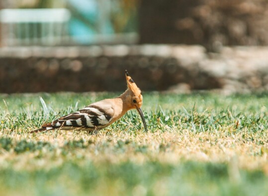 Piano nazionale per il Recovery Fund: biodiversità assente