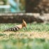 PIANO NAZIONALE PER IL RECOVERY FUND: BIODIVERSITÀ ASSENTE