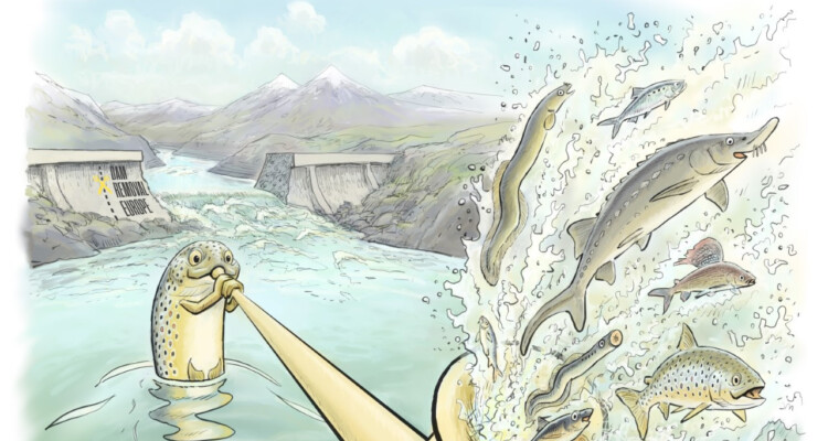Dam removal goes Alps