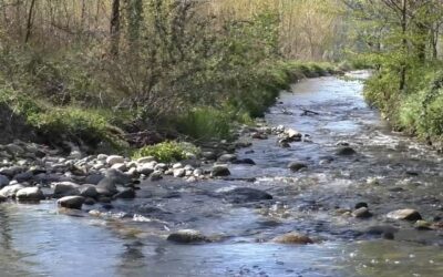 Il piano di riqualificazione del corridoio ecologico del Fiume Ticino, in un’intervista per TvSvizzera