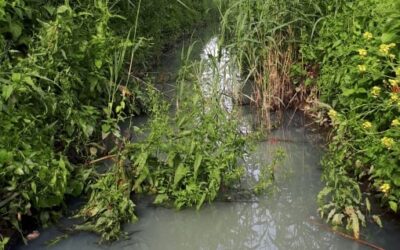 WORKSHOP/WEBINAR: Phytoremediation of contaminated land and phytotreatement of polluted water
