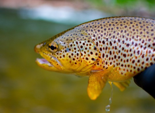 trota fario specie alloctona