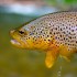 Le immissioni illegali di specie esotiche minacciano la biodiversità e gli ecosistemi acquatici – lettera al MiTE