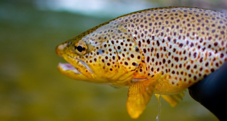 trota fario specie alloctona