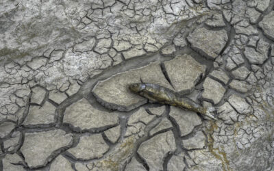 Corte dei Conti Europea: l’uso dell’acqua in agricoltura resta insostenibile, i fondi PAC vanno indirizzati diversamente