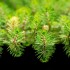Convegno Myriophyllum: verso un documento condiviso