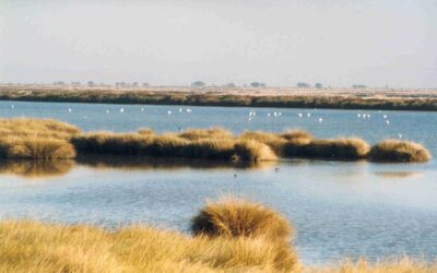 Una richiesta di intervento da parte del Parlamento Europeo a difesa del Riserva Naturale di Doñana (Spagna)