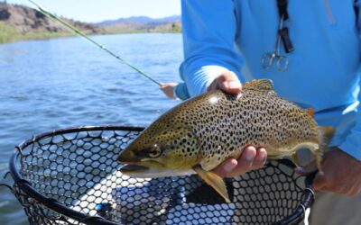 Immissioni di specie ittiche alloctone per la pesca: chiediamo a ISPRA, MITE e UE di far rispettare il divieto!