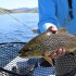 Immissioni di specie ittiche alloctone per la pesca: chiediamo a ISPRA, MITE e UE di far rispettare il divieto!