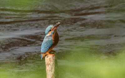 Biodiversità: la Commissione europea adotta e presenta il Pacchetto Natura, ovvero la legge per il ripristino degli habitat e il nuovo regolamento sui pesticidi