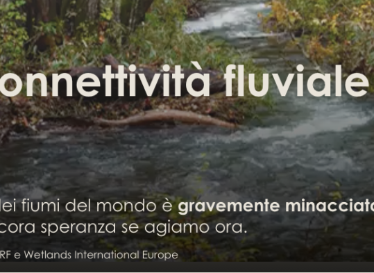 Free-Flowing Rivers - connettività fluviale