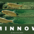 22 novembre 2022: Presentazione LIFE Minnow 