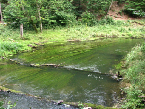 Natural river processes as a base for river-related protected areas and river restoration