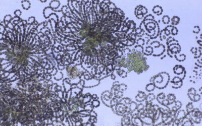 Convegno 14 dicembre: Le fioriture di cianobatteri potenzialmente tossici nell’areale alpino
